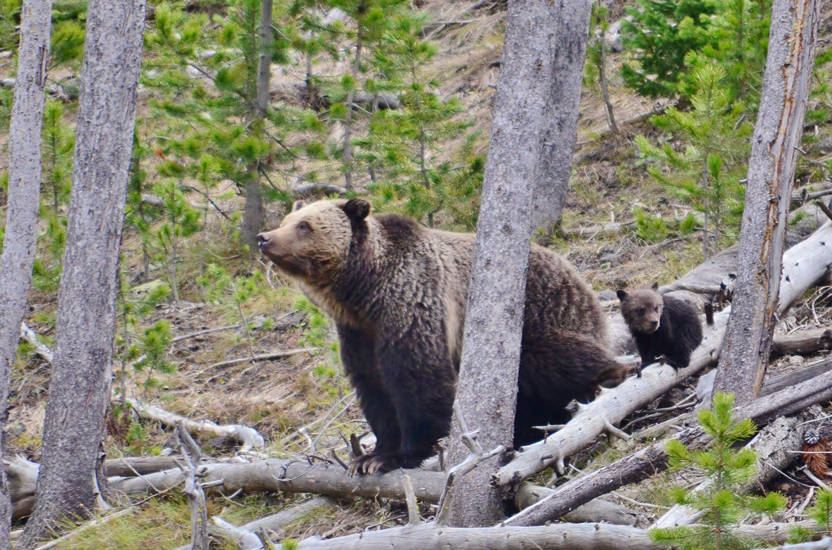 Yellowstone Grizzly Reinstated to Endangered Species Act in Compliance with Court Order