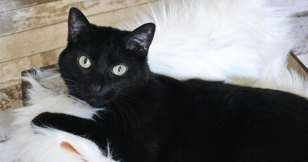 Adorable & Adoptable–Pets of the Week: Issa, Ivy, & Malia