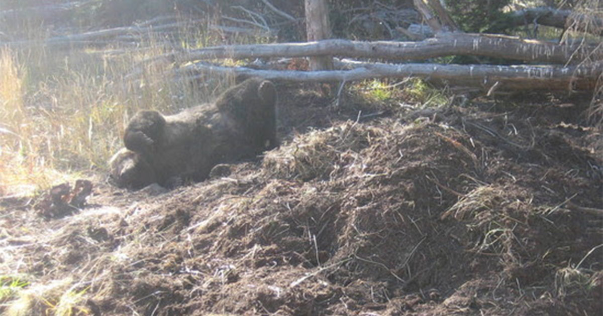 Dubois Man Charged With Wildlife Violations for a Third Time