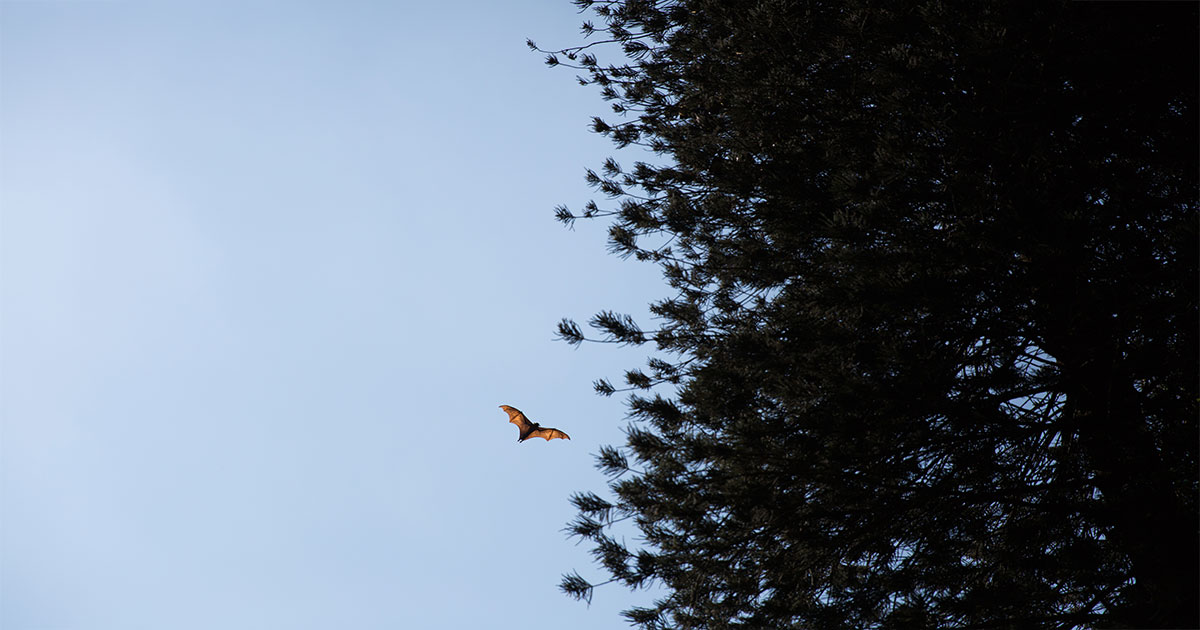 Bat Found in Downtown Rock Springs Tests Positive for Rabies