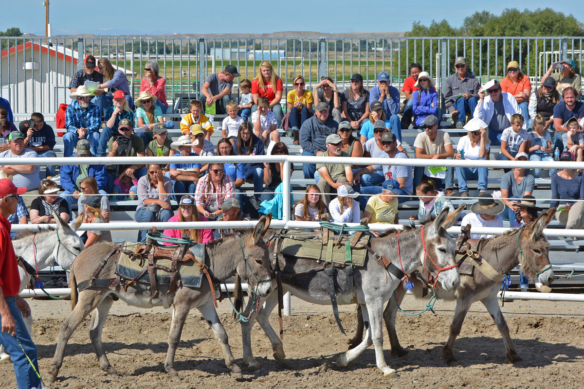 37 Wild Horses and Burros Find Homes at Honor Farm Adoption