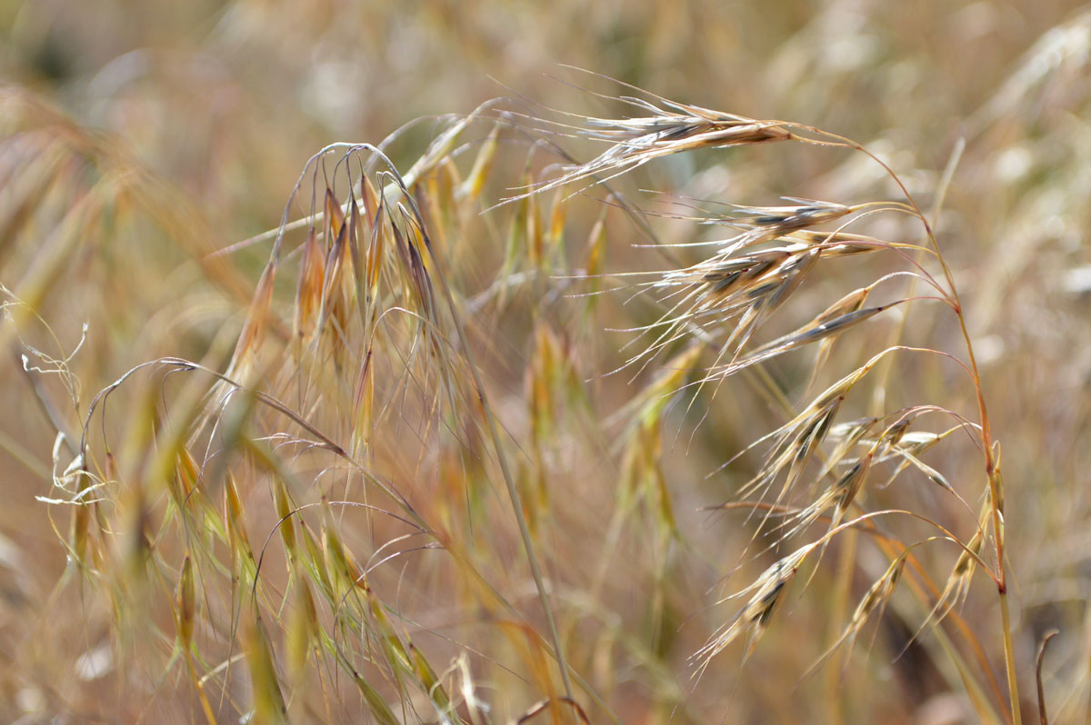 UW Report Identifies Cheatgrass as Most Economically Damaging Threat to Wyo. Agriculture
