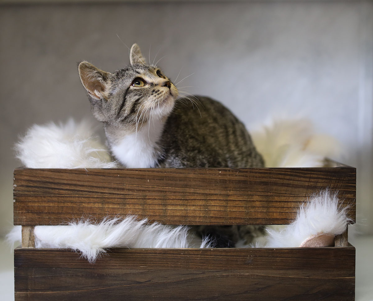 Adorable Adoptables: Nala, Cinder, & Malakai