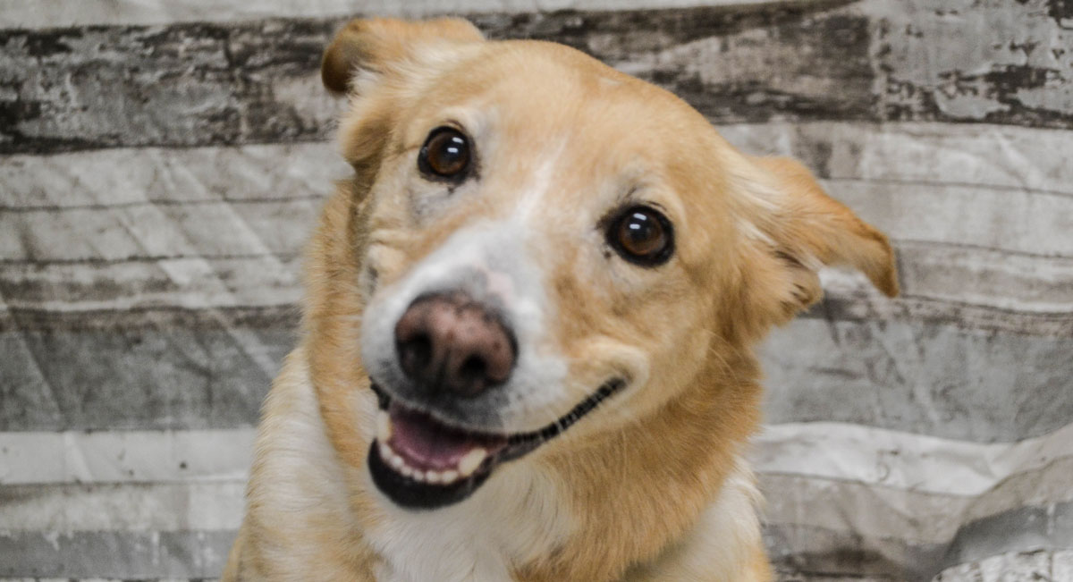 Adorable & Adoptable–Pets of the Week: Shadow, Rusty, & Cinnamon