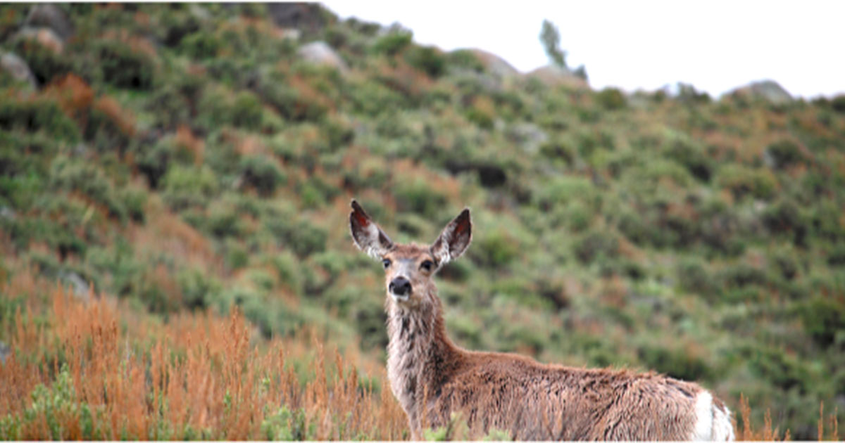 Dominion Energy Foundation Funds Work on Mule Deer Migrations in Southwest Wyoming