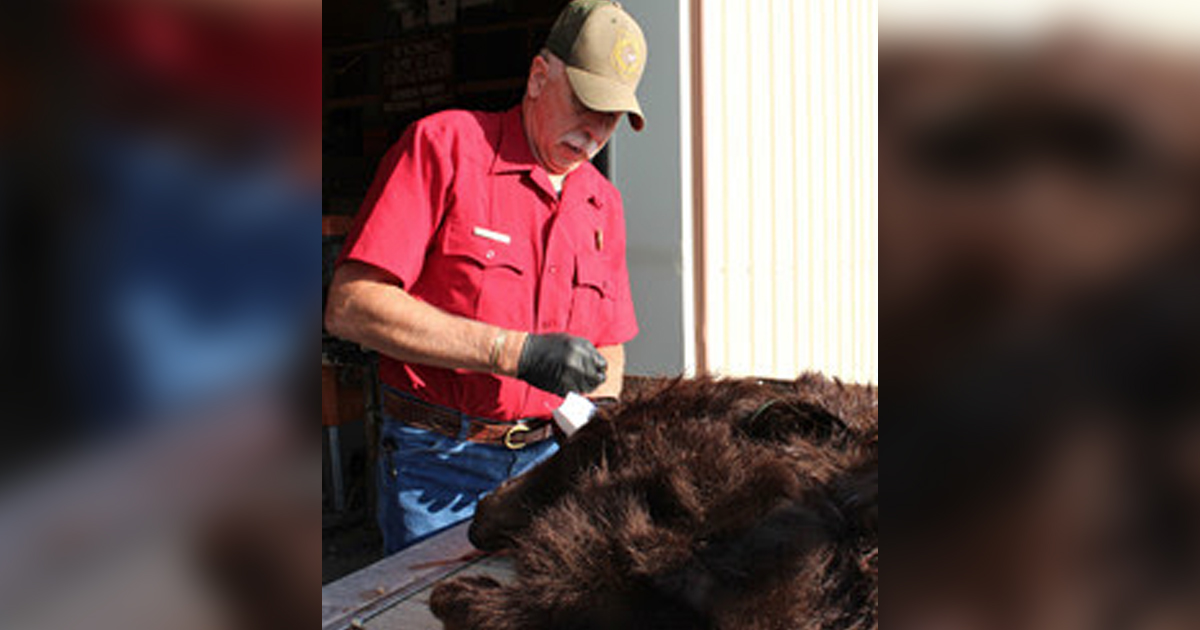 Black Bear Hunt Area 9 Near Baggs Now Closed