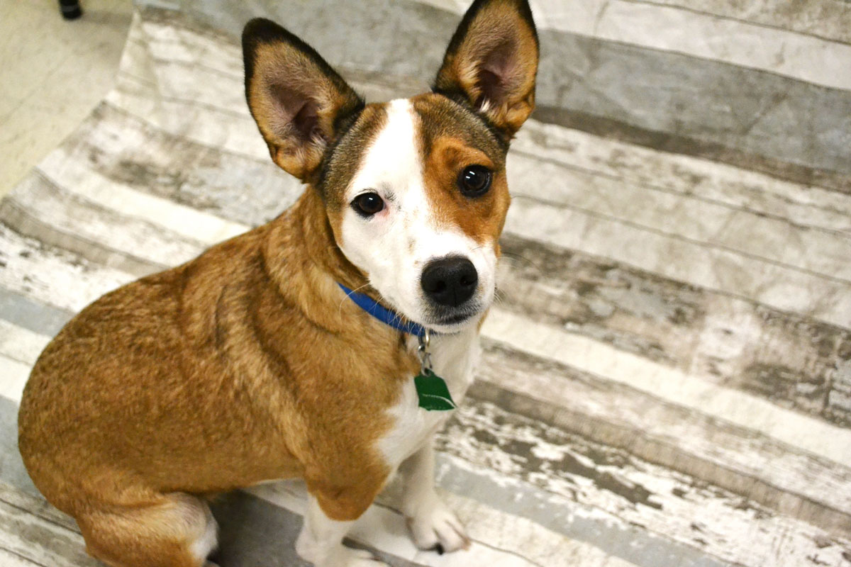 Adorable & Adoptable–Pets of the Week: Sherman, Lady Bug, & Fat Amy