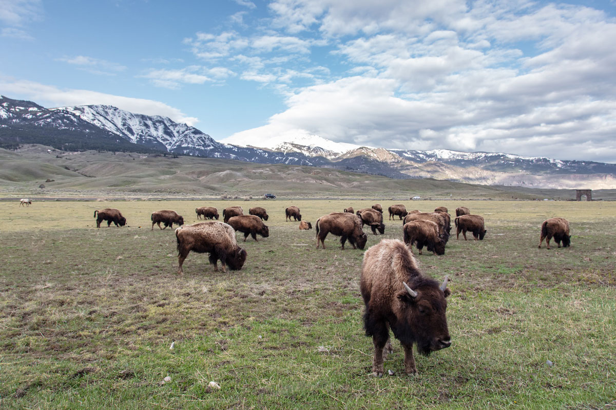 Study Shows Yellowstone Bison have Positive Effects on the Landscape