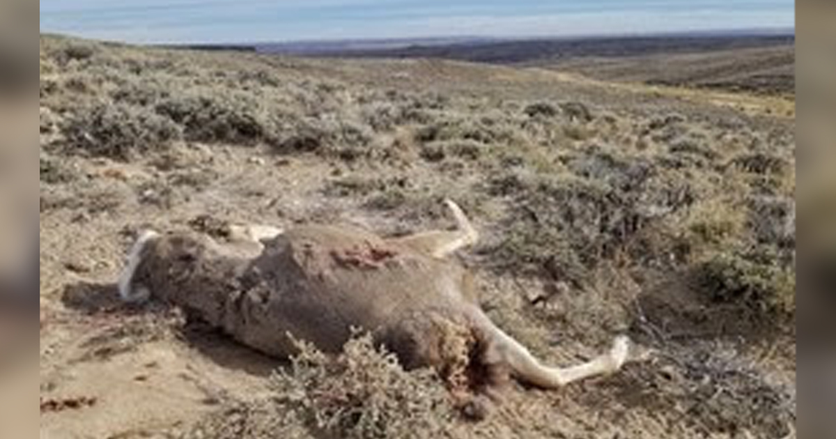 Game and Fish Seeks Public’s Help in Locating Poacher