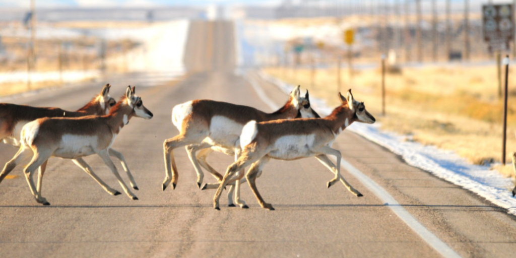 WYDOT Receives $14.5 Million Federal Grant for Wildlife Crossing Project in Southwest Wyoming
