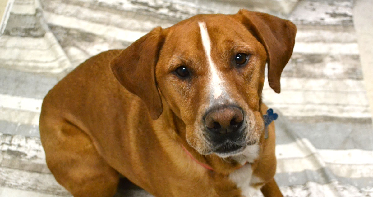 Adorable & Adoptable–Pets of the Week: Carol, Ruger, & Kida