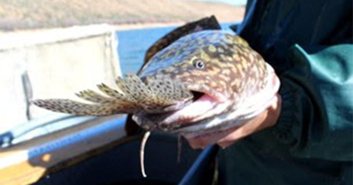 Aquatic Predators Targeted During Winter Fishing Contests