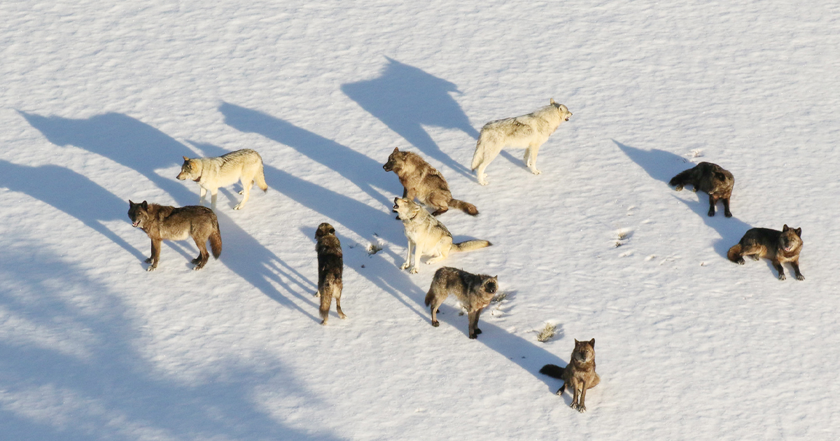 Two Yellowstone Wolf Pups die After They Were Struck by a car
