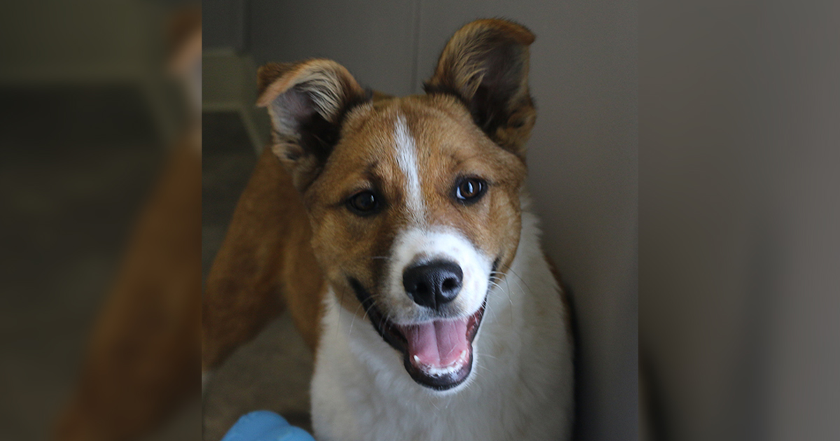 Adorable & Adoptable–Pets of the Week: Scout, Layla, and Ollie