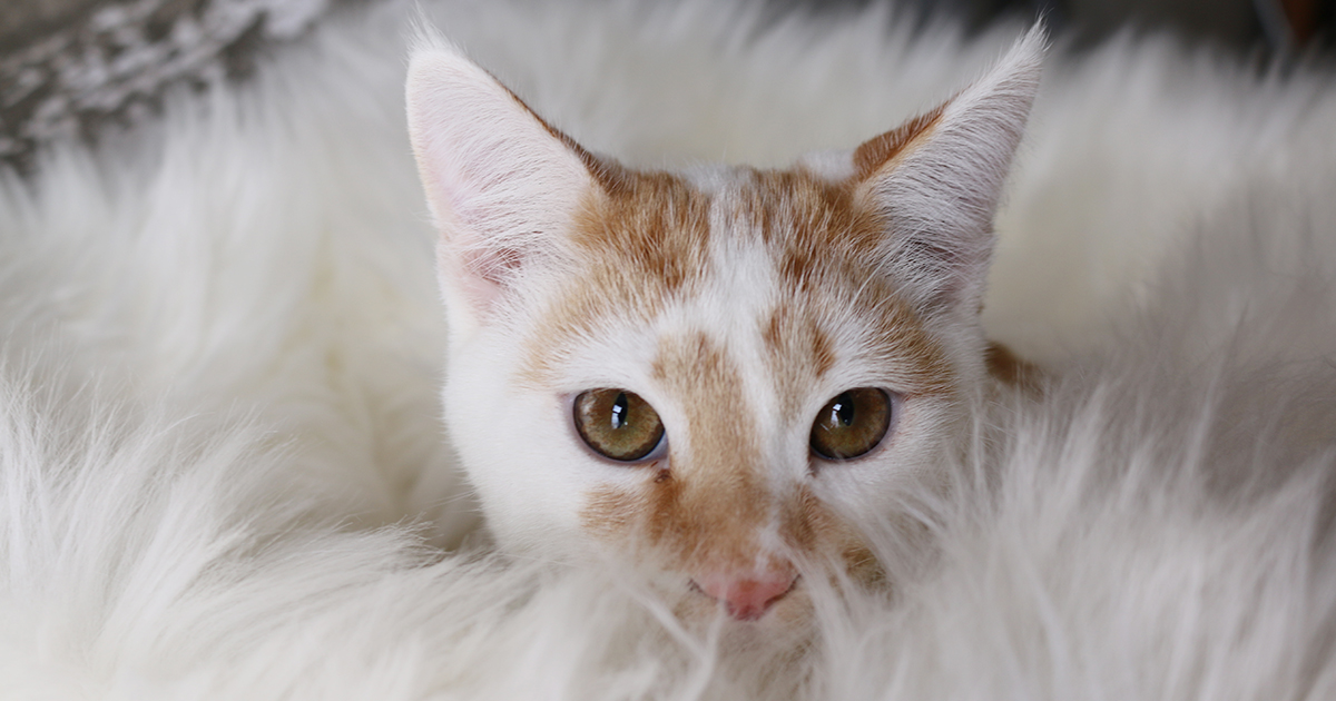 Adorable & Adoptable–Pets of the Week: Atlanta, Shazam & Molly