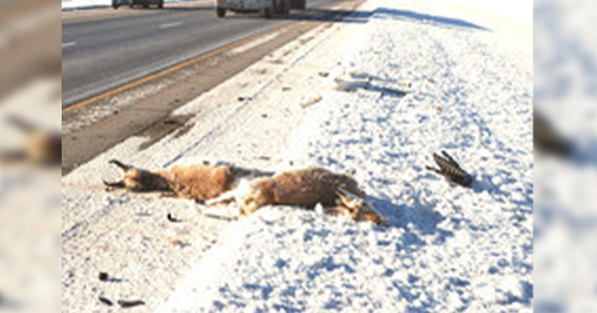 Motorists Urged to Watch for Migrating Pronghorn Antelope