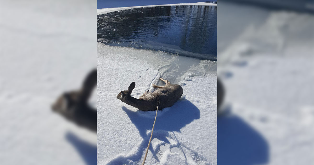 Sublette County Sheriff’s Office Deputies Rescue Deer from Local Pond