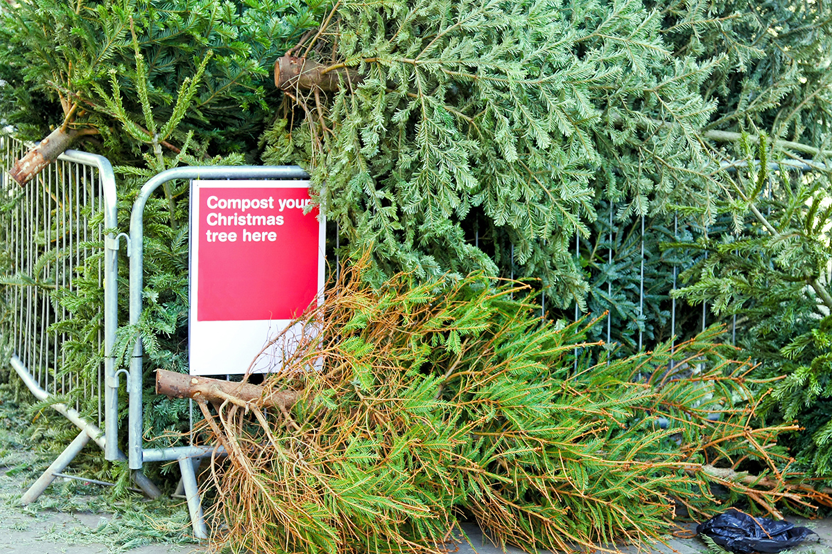 City of Rock Springs Offering Free Christmas Tree Disposal
