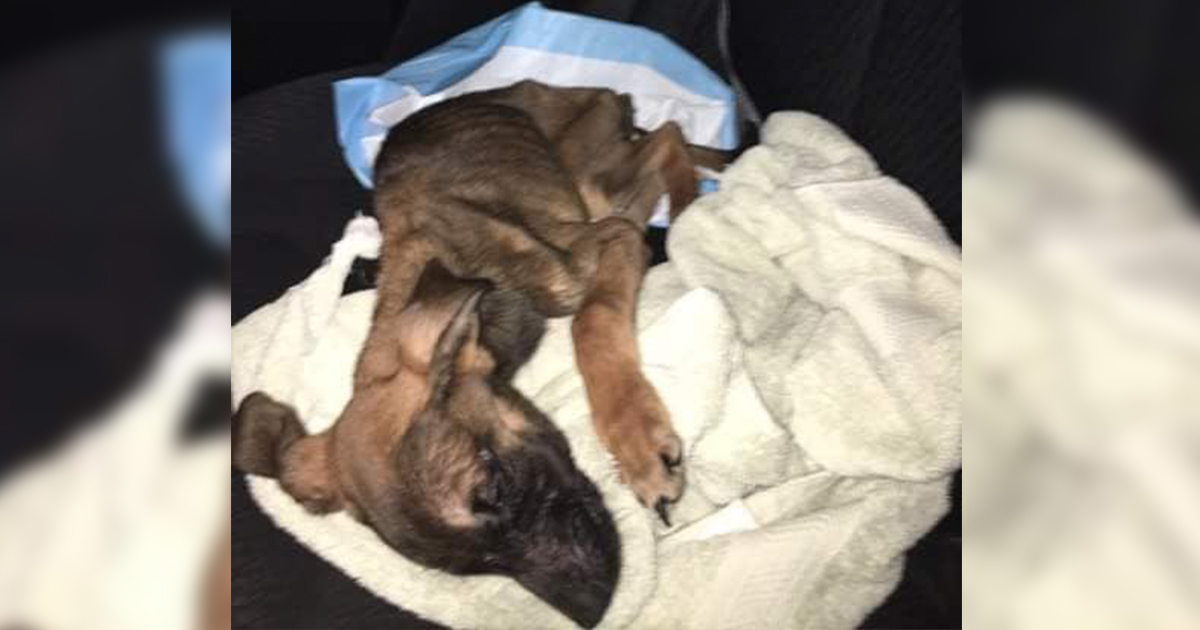 Woman Receives Maximum Sentence in Animal Cruelty Case