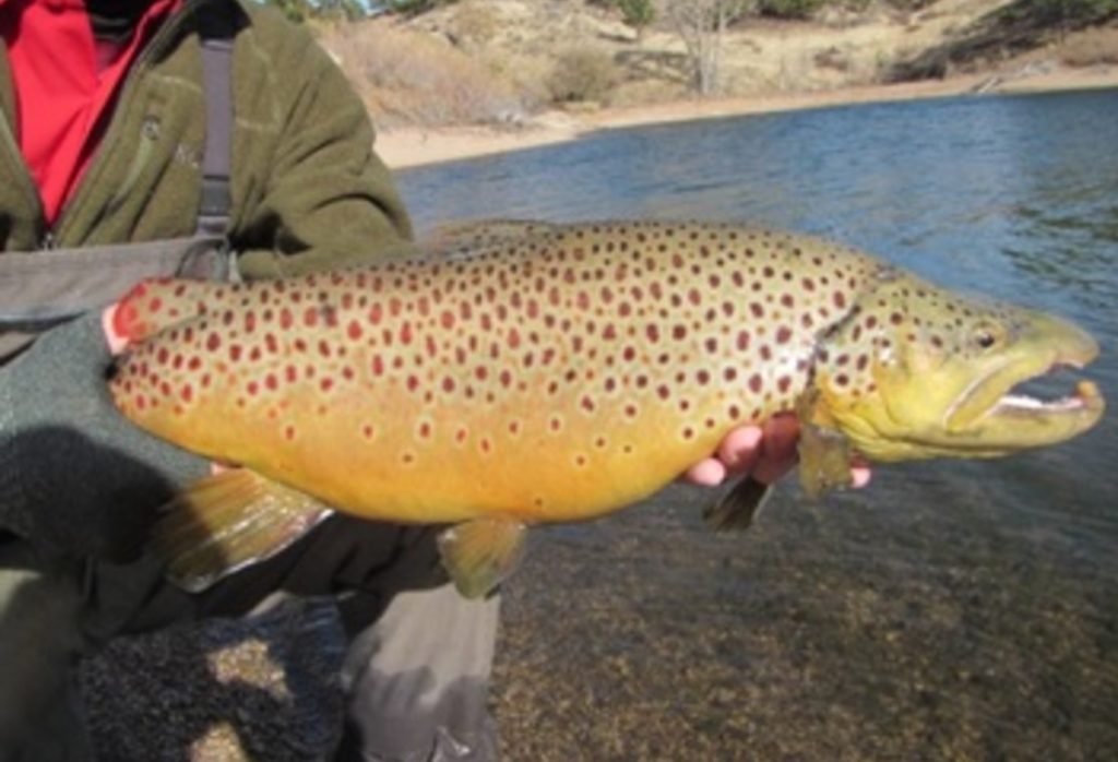 New Wyoming ‘Fishing Task Force’ Would Help Regulate Over-Fished River Areas