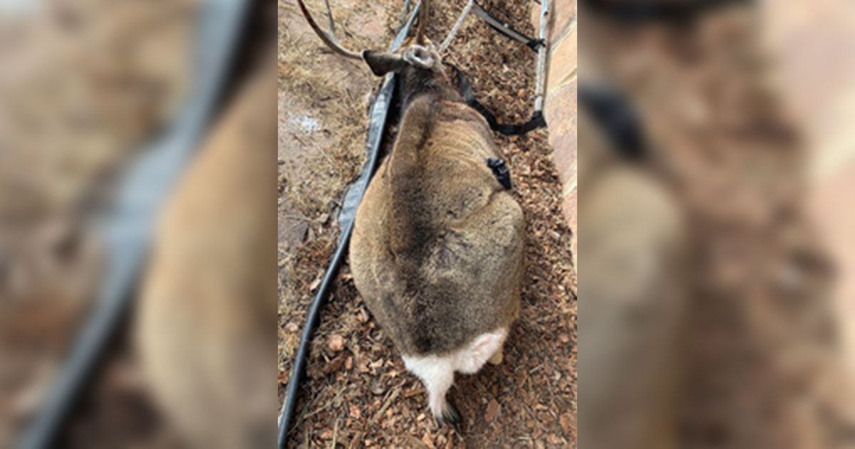 Game & Fish Discovers CWD-Positive Mule Deer in Pinedale, Discourages Feeding of Wildlife