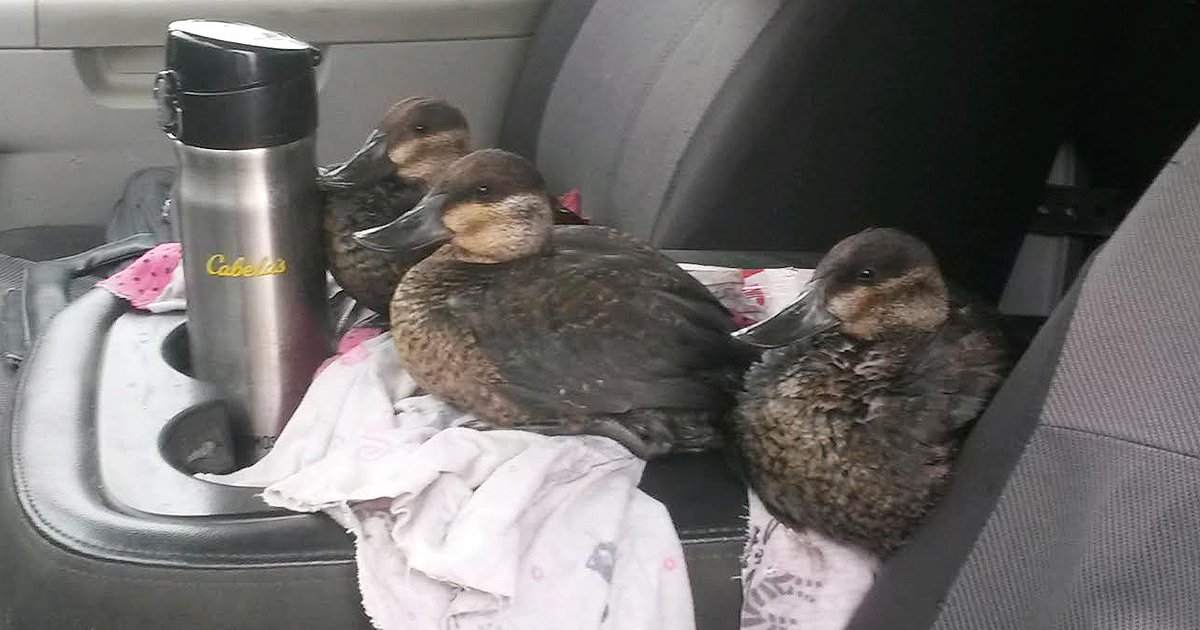 Rock Springs Resident Claims Company Fired Him For Saving Birds