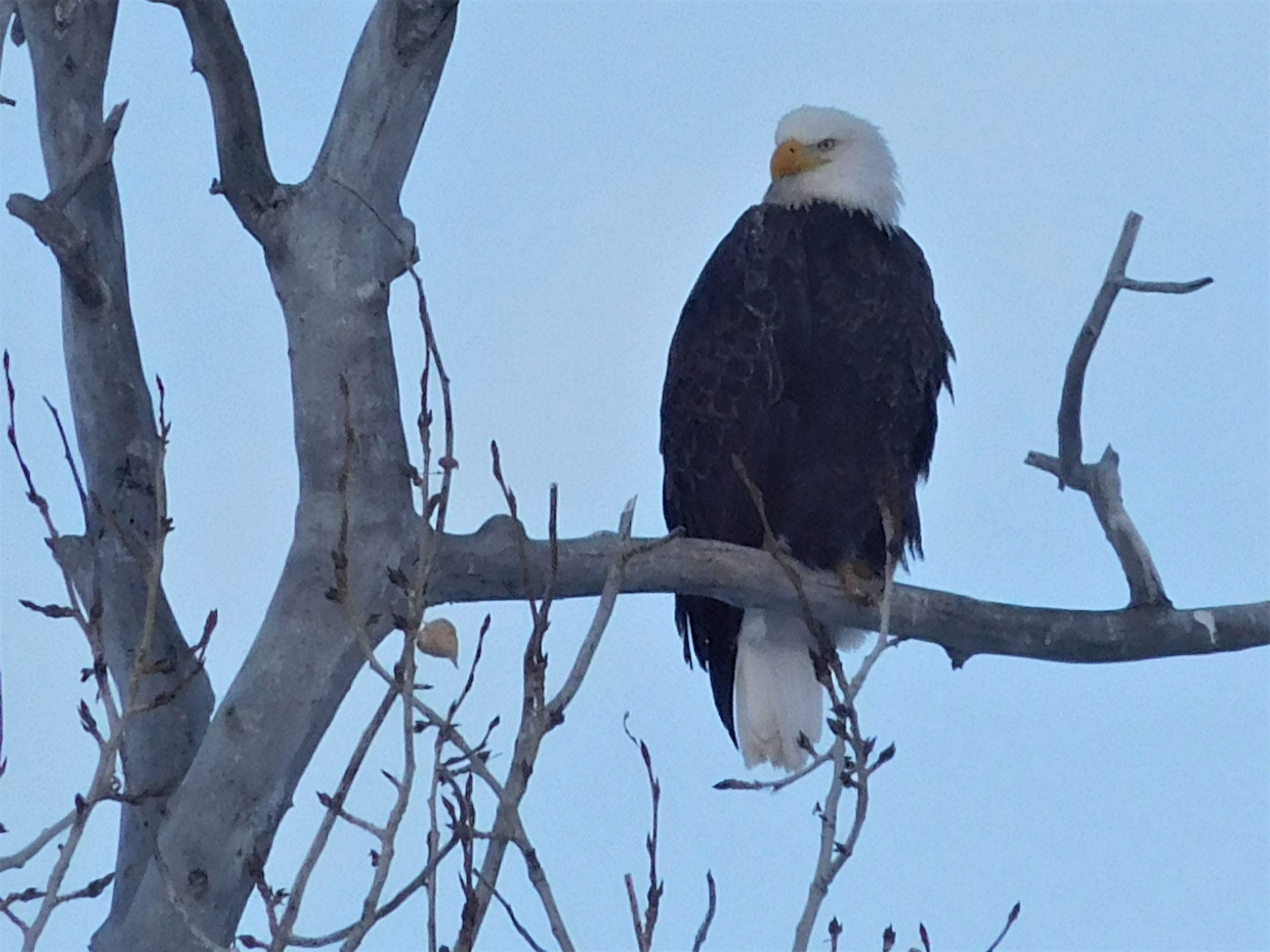 Volunteers Needed to Assist in Mid-Winter Eagle Survey
