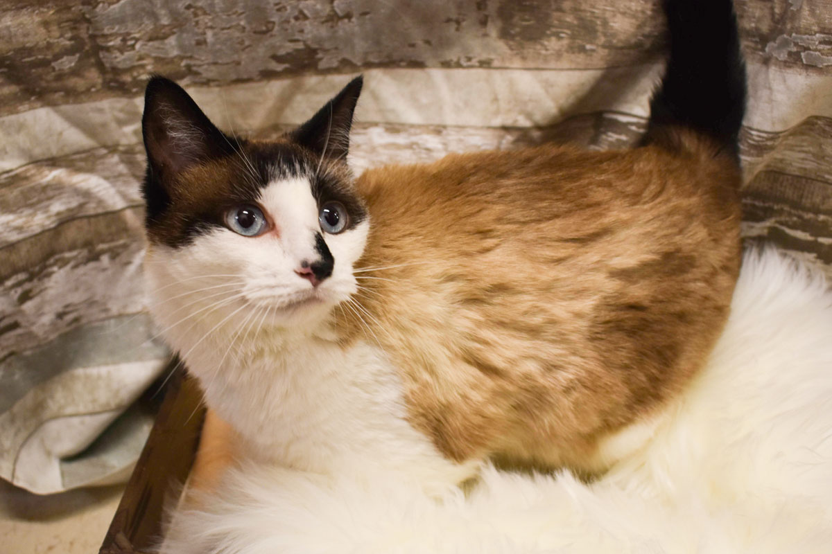 Adorable & Adoptable–Pets of the Week: Shiloh, Chinly, & Callie