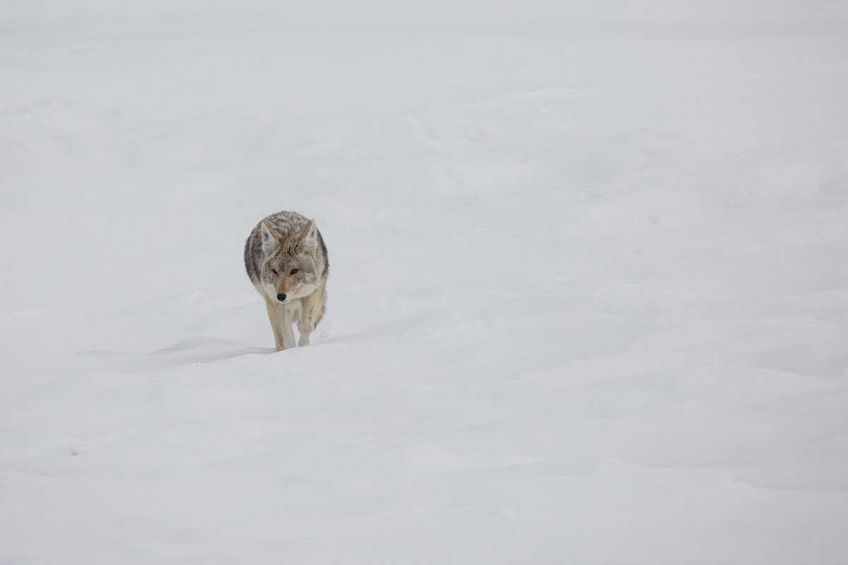 Skier Bit by Coyote in Yellowstone