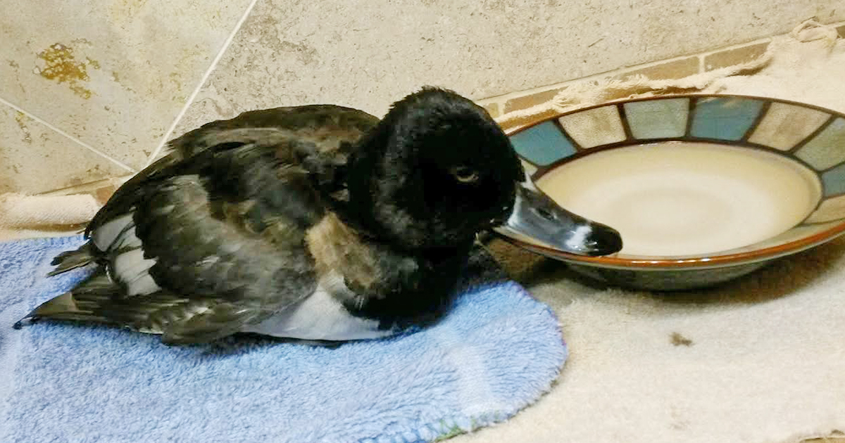 U.S. Fish and Wildlife Responds to Questions Regarding Dominion’s Evaporation Ponds