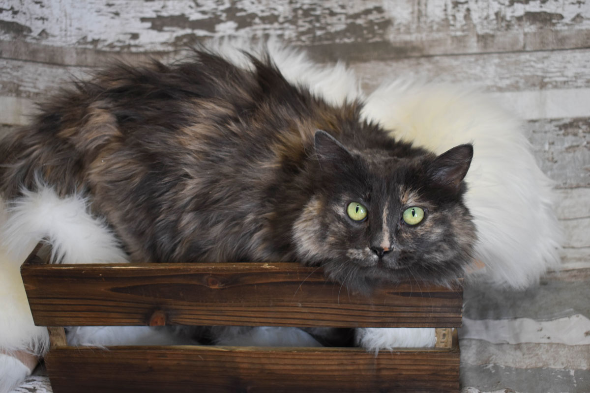 Adorable & Adoptable–Pets of the Week: Ivy, Kiki, & Angel