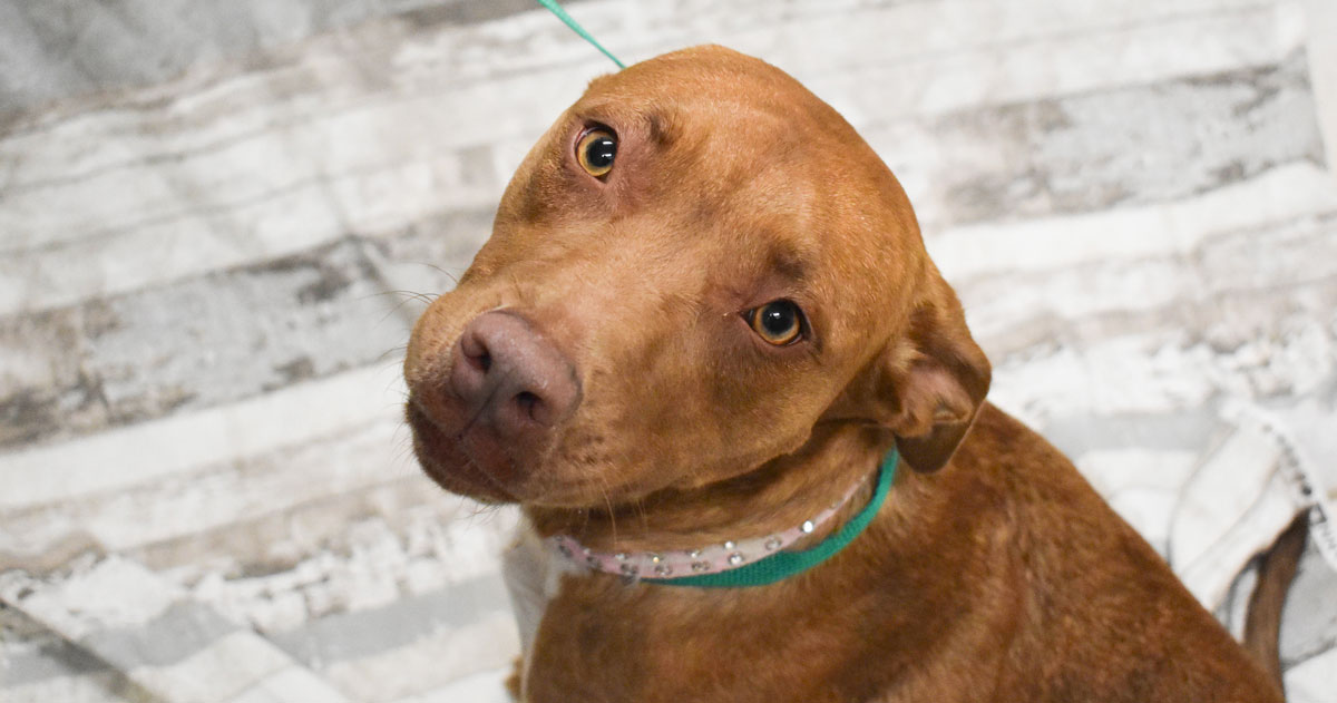 Adorable & Adoptable–Pets of the Week: Malibu, Brandy, & Baby