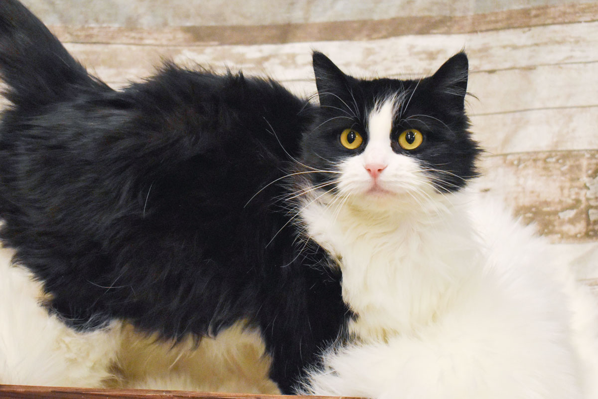 Adorable & Adoptable–Pets of the Week: Tiger, Stella, & Roddy