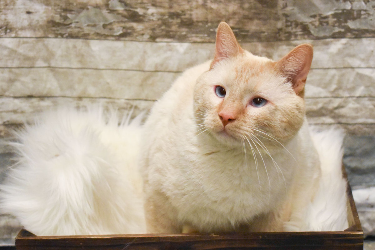 Adorable & Adoptable–Pets of the Week: Ali, Baxter, & Benny