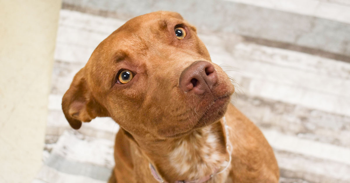 Adorable & Adoptable–Pets of the Week: Pig & Marco
