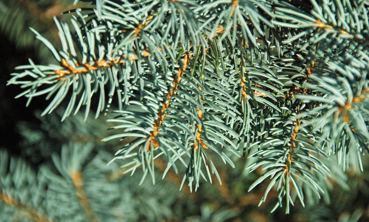 City of Green River Looks to Plant Trees for Beautification