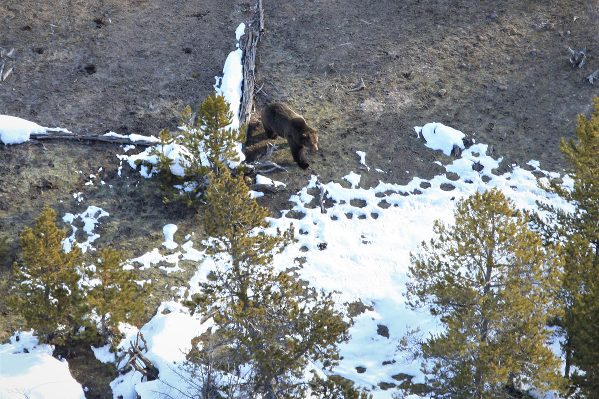 Yellowstone Biologists Spot First Bear of 2020