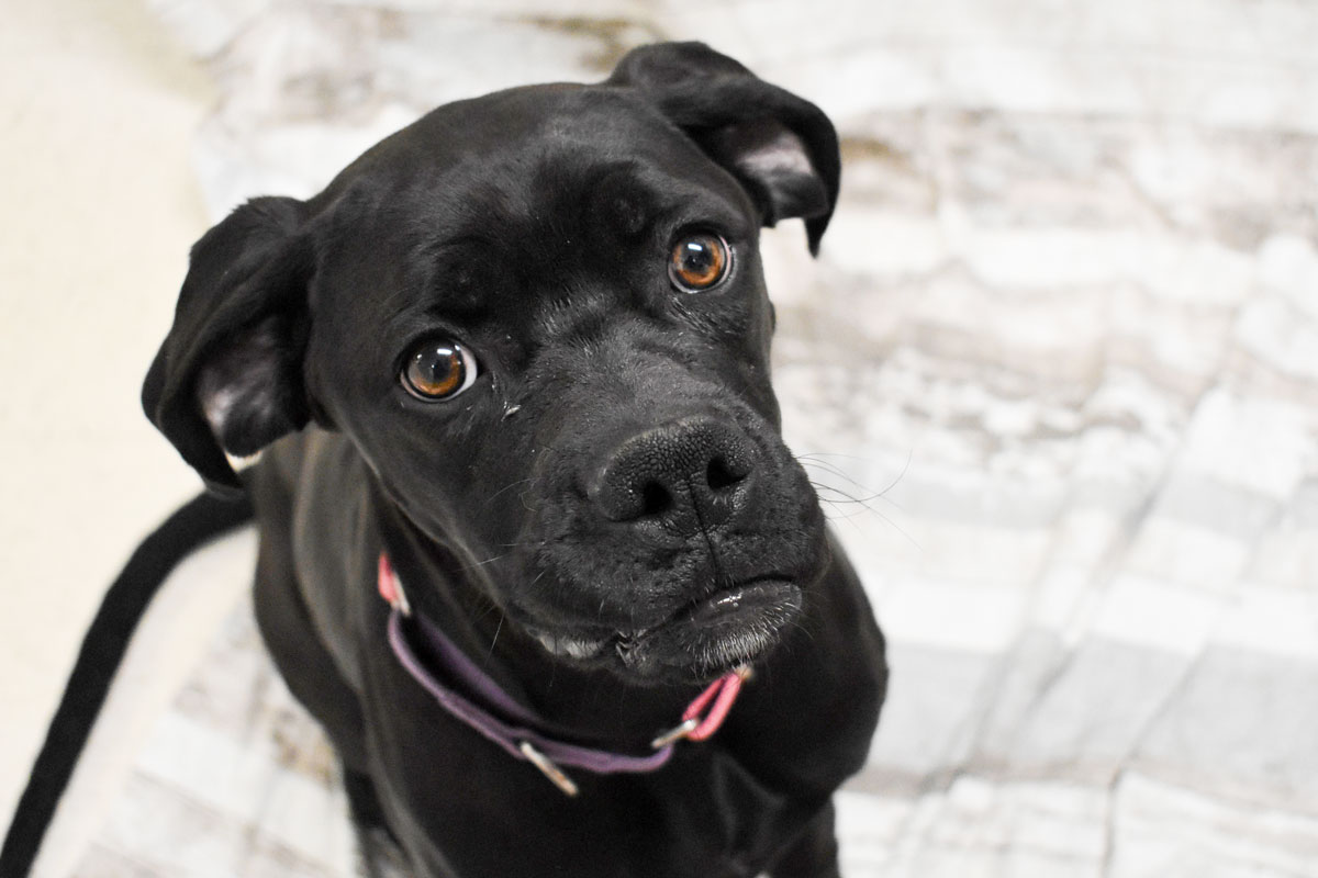 Adorable & Adoptable–Pets of the Week: Jigs, Aspen, & Clover