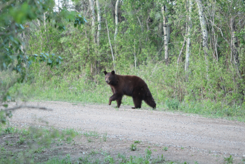 Game and Fish to Draft Emergency Rules to Delay Black Bear Site Registration Process