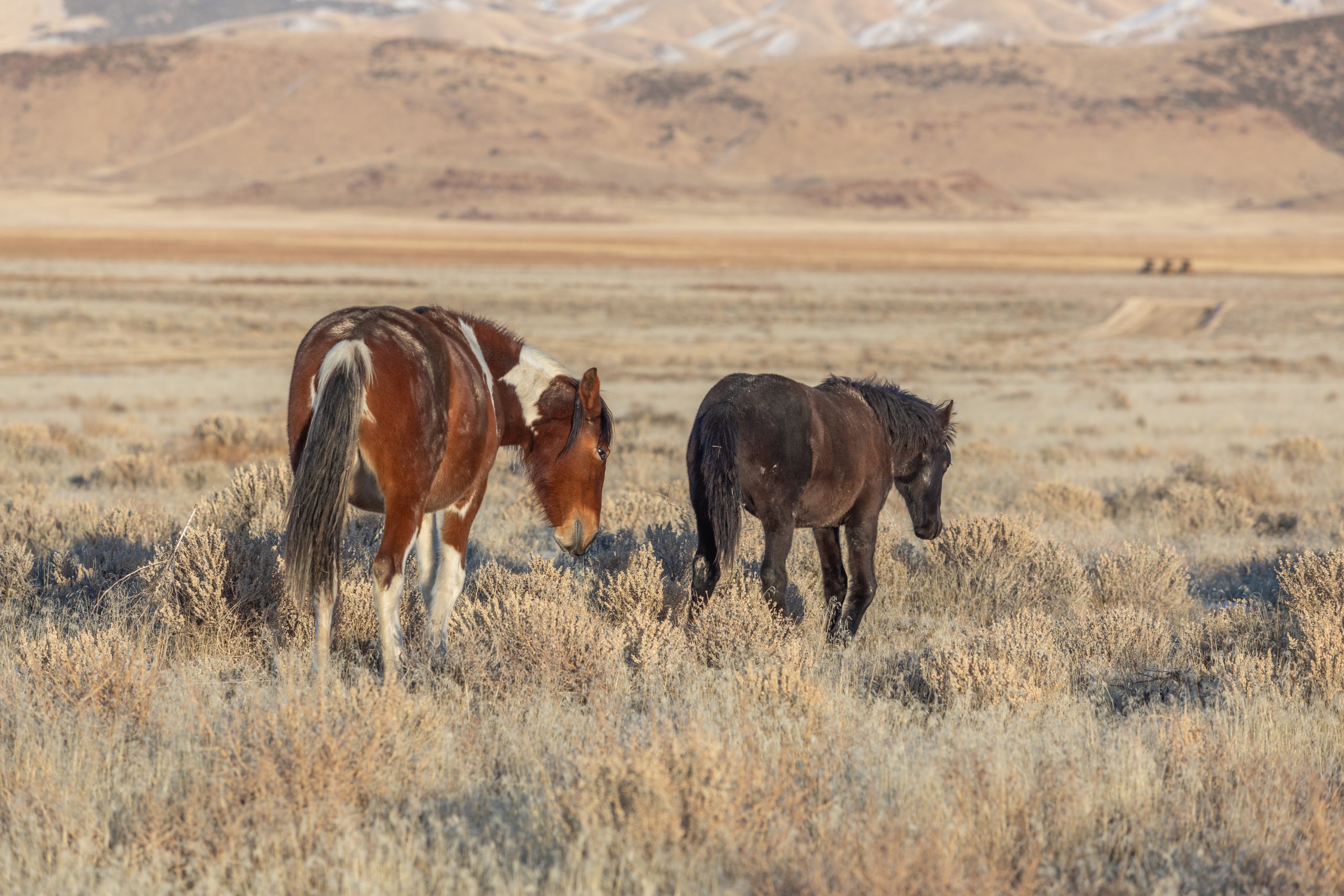 BLM Meeting For Wild Horse Management Set For Today