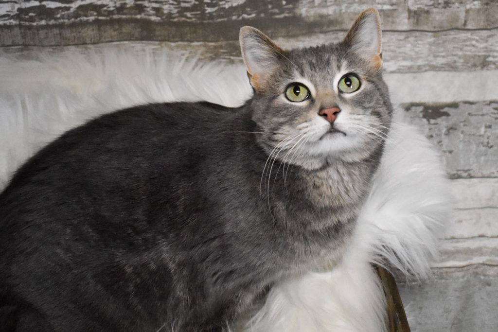 Adorable & Adoptable–Pets of the Week: Leah, Molly, & Kittles