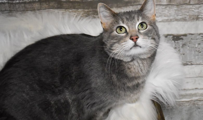 Adorable & Adoptable–Pets of the Week: Leah, Molly, & Kittles