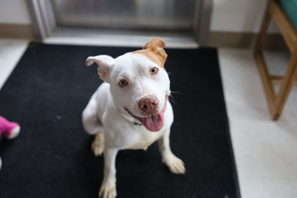 Adorable & Adoptable–Pets of the Week: Chuck, Luna, & Freedom