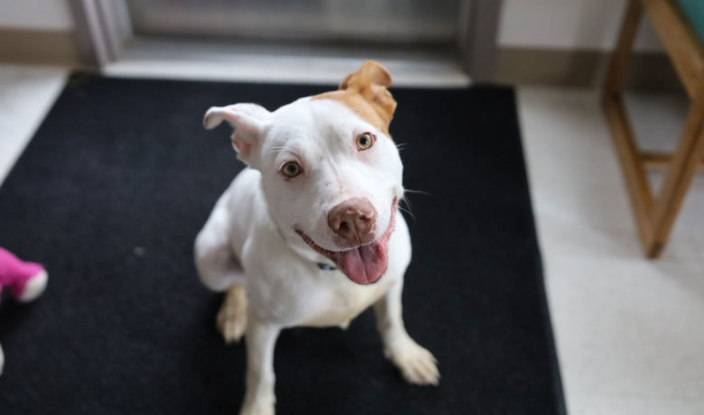 Adorable & Adoptable–Pets of the Week: Chuck, Luna, & Freedom