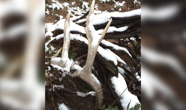 Governor Gordon Signs New Shed Antler Boundaries Legislation into Law