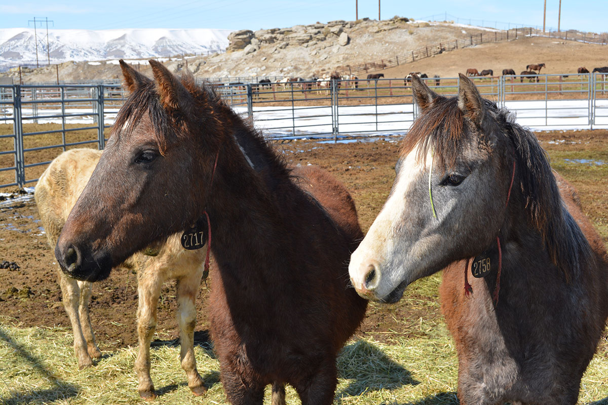 Rock Springs BLM Hosts Wild Horse Adoptions in March, April