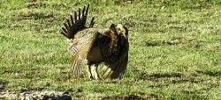 Sage Grouse/Sharp-Tailed Grouse hybrid spotted in Crook County