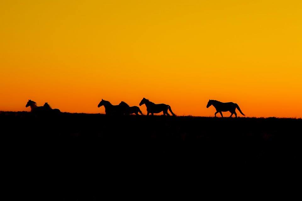 BLM Releases Preliminary Analysis for Red Desert Wild Horse Gather
