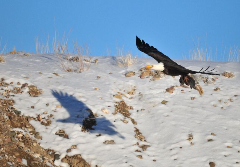 Seedskadee Officials Discuss Bald Eagle Hunting Strategies