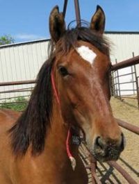 Wild Horses and Burros Available for Adoption at Cheyenne Frontier Days